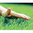 Газонная трава КАРЛИК низкорослая – мешок 4кг.