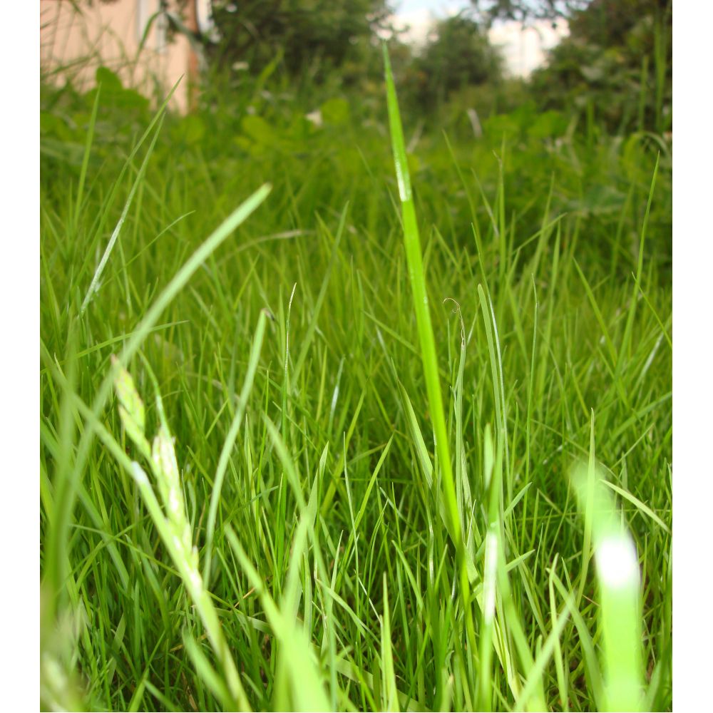 Газонная трава разновидности фото и названия