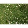 Газонная трава ЦВЕТОЧНАЯ с маргаритками -мешок 4кг.